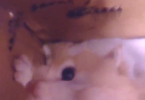 有没有谁想养小猫咪的