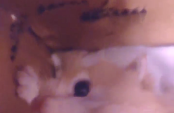 û˭Сè